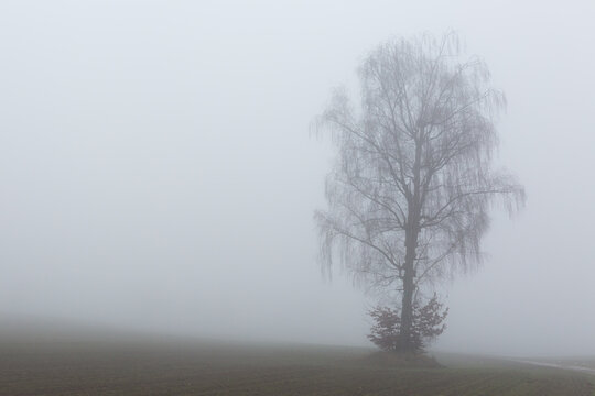 silhouette of one tree in the mist