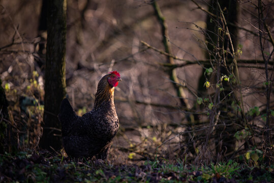 a mottled hen in the garden near the forest. gallus gallus domestic bird at the natural farm from the village