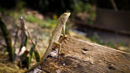 Dragon lizards perched on a log on a sunny day.
