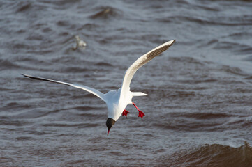 
Black-headed gull in the flight hunting over the wavy water of Baltic sea