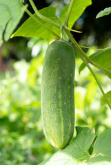 Fresh cucumber  in the garden
