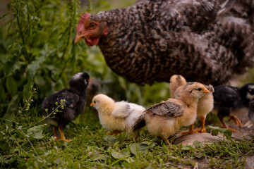 the hen feeding the young chicks through the green grass. gallus gallus birds at the farm in the nature. natural feeding poultry at the village