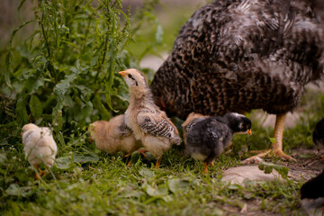the hen feeding the young chicks through the green grass. gallus gallus birds at the farm in the nature. natural feeding poultry at the village