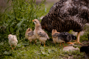 the hen feeding the young chicks through the green grass. gallus gallus birds at the farm in the nature. natural feeding poultry at the village
