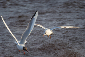 Two black-headed gulls in the flight over the Wavy water of Baltic sea