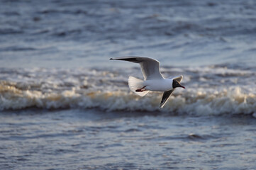 Black-headed gull in the flight over the Wavy water of Baltic sea