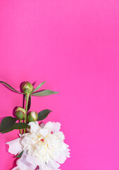Beautiful white peonies. Bouquet of spray peonies on a pink background. Copy space