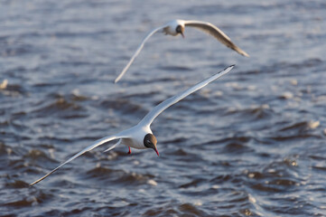 Two black-headed gulls in the flight over the wavy water of Baltic sea