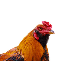 Fighter-breeding rooster
