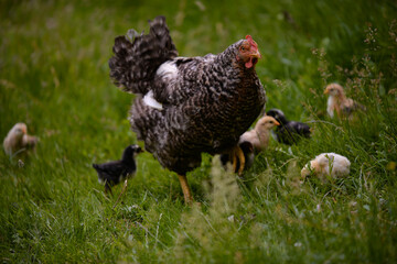 Naklejka na ściany i meble the hen feeding the young chicks through the green grass. gallus gallus birds at the farm in the nature. natural feeding poultry at the village