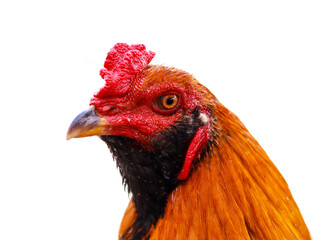 Fighter-breeding rooster