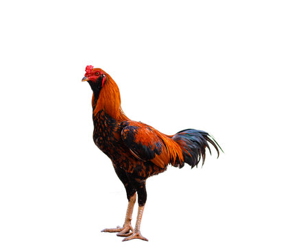 Fighter-breeding rooster