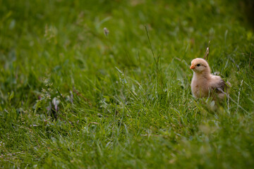 small and white chickens through the green grass in the yard. gallus gallus tiny birds feeding at...