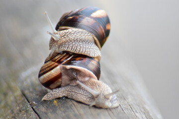 Schnecken