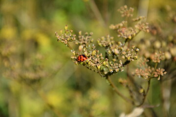 Lady bug on flowers