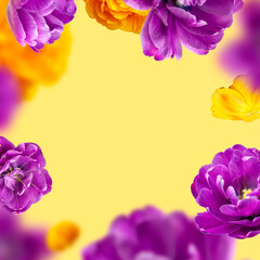 Fototapeta na wymiar Creative floral composition with purple yellow tulips. Flying flowers and petals on yellow background copy space. Spring blossom concept, nature layout, greeting card for 8 March, Valentine's day