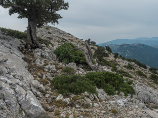 view of Supramonte Mountains with white limestone rock, green trees and valley. Sardinia, Italy. Summer cloudy day