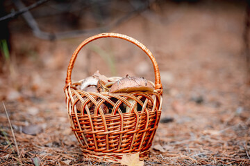 Fototapeta na wymiar Wicker basket full of edible mushrooms