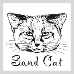 Hand drawn sketch style sand cat isolated on white background. Vector illustration.