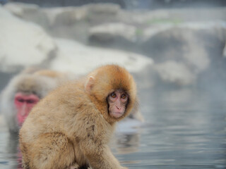 Naklejka premium 【長野】地獄谷野猿公苑のスノーモンキー