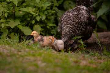 the hen feeding the young chicks through the green grass. gallus gallus birds at the farm in the nature. natural feeding poultry at the village