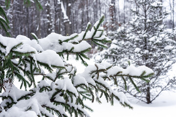 Snow-covered Christmas tree in the winter forest. Winter landscape.