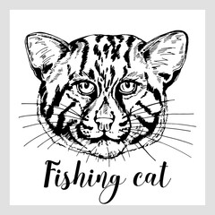 Hand drawn sketch style fishing cat isolated on white background. Vector illustration.