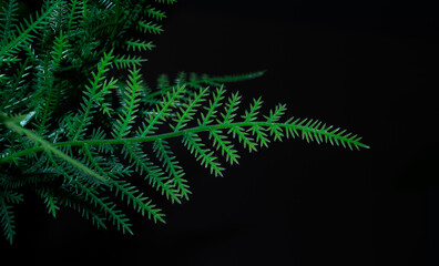 green isolated decoration leaves on a black background