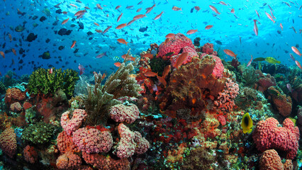 Naklejka na ściany i meble Fish swimming above coral reef in Komodo