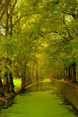 Obraz premium Path in the forest