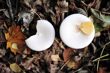 High Angle Shot of Two White Mushrooms