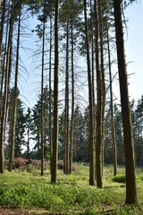 Obraz premium Naturfotografie Wald, Bäume.