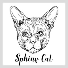 Hand drawn sketch style Sphynx cat isolated on white background. Vector illustration.