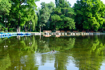 Fototapeta na wymiar Lake, green trees and grass in a sunny summer day in Cismigiu Garden in Bucharest, Romania .
