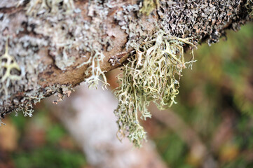 Lichen on Branch