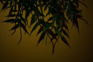 decoration dark green leaves on a yellow background