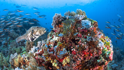 Fototapeta na wymiar Pufferfish swimming above pristine coral reef