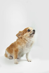 One little dog isolated on a white background.