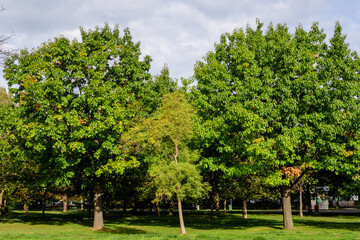 Landscape with large green oak trees and grass in a sunny autumn day in Parcul Izvor (Izvor Park) in Bucharest, Romania .