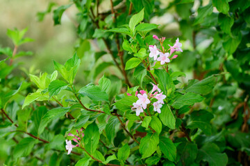 Close up of delicate white Weigela florida plant with flowers in full bloom in a garden in a sunny spring day, beautiful outdoor floral background photographed with soft focus.