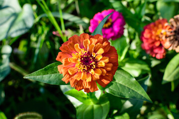 Close up of one beautiful large orange zinnia flower in full bloom on blurred green background, photographed with soft focus in a garden in a sunny summer day.