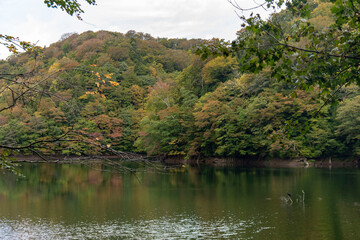 青森県　白神山地　十二湖のブナ林