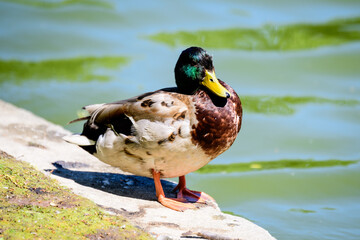 One brown wild duck on a lake in a sunny summer day.