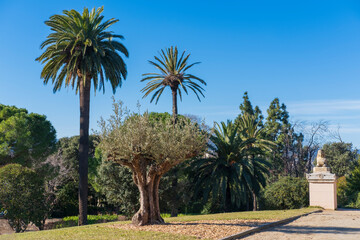 Fototapeta na wymiar Splendid day in the park, with an olive tree in the cenreo and some palm trees