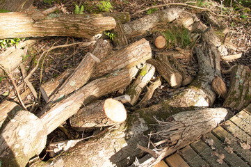 tree stump in the woods