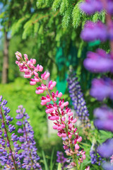 flowers in the garden