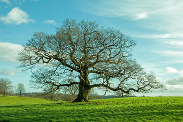 Fototapeta na wymiar Oak tree in springtime