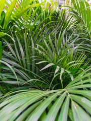 Green tropical palm tree leaves background. Exotic plant background.