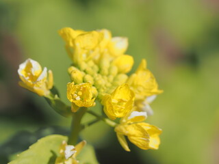 菜の花の蕾