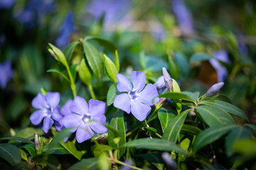 Nice violet flowers vinca on green leaves background spring nature macro